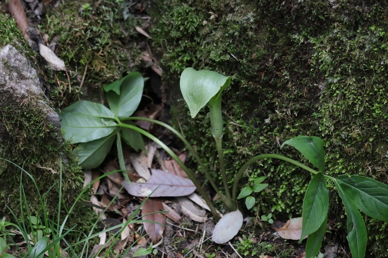 Arisaema hunanense photo 6