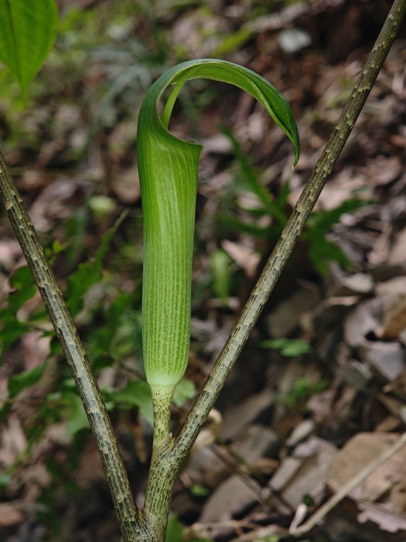 Arisaema hunanense photo 7