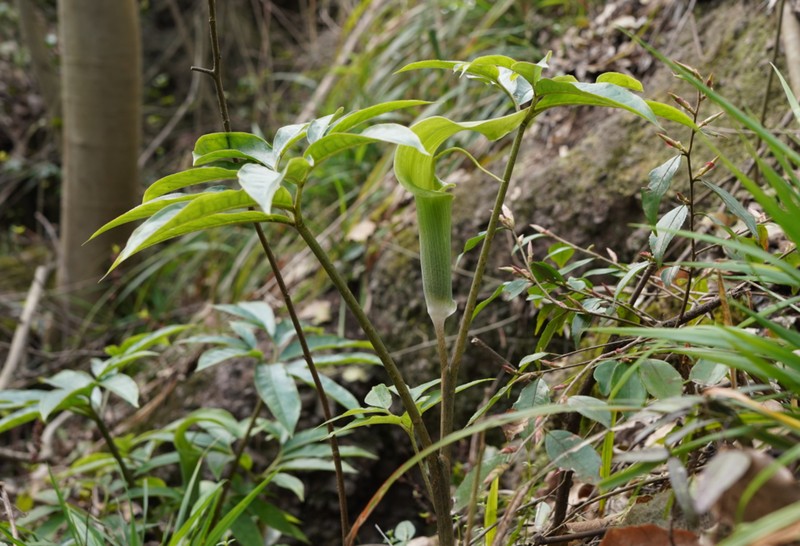 Arisaema hunanense photo 8