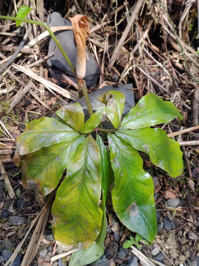 Arisaema ilanense