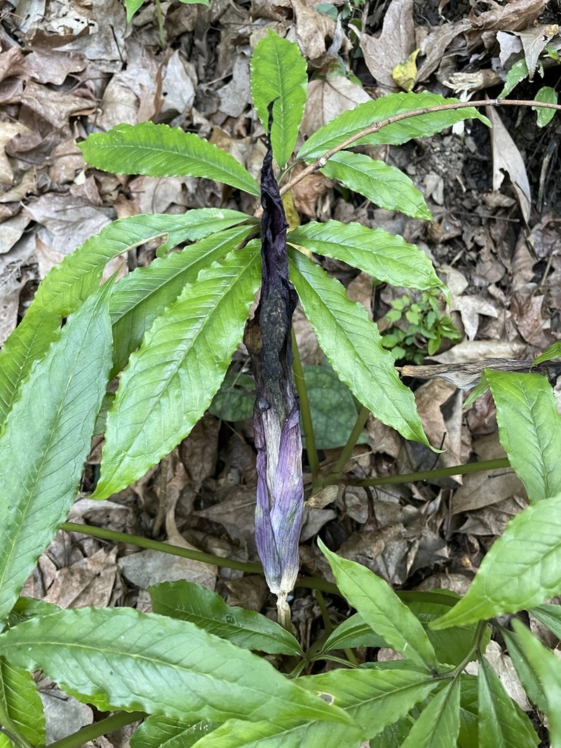 Arisaema ilanense photo 2