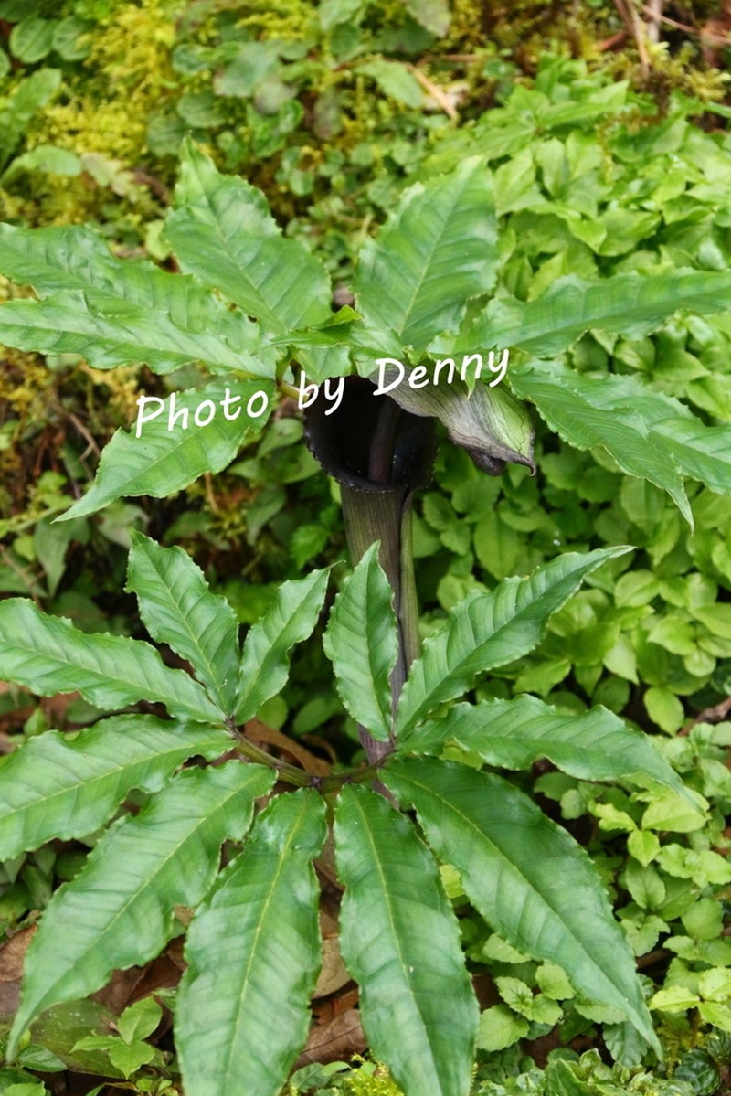 Arisaema ilanense photo 3