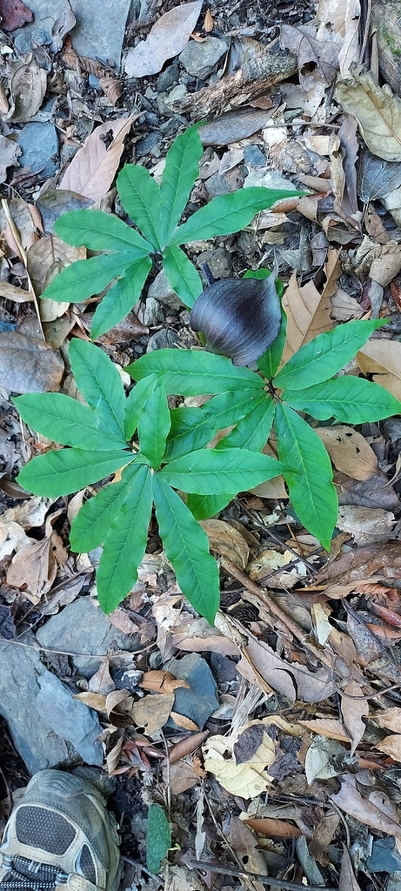 Arisaema ilanense photo 4