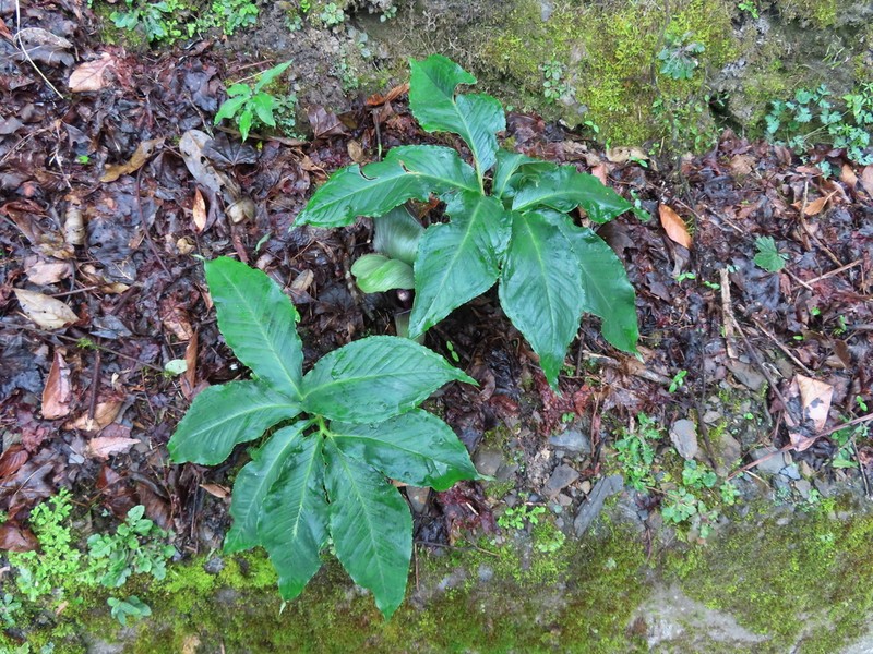 Arisaema ilanense photo 5