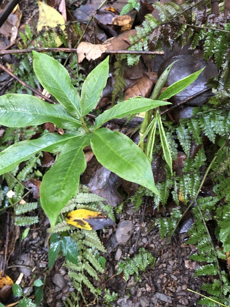 Arisaema ilanense photo 6