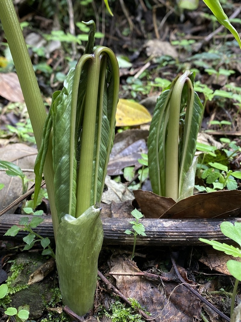 Arisaema ilanense photo 7