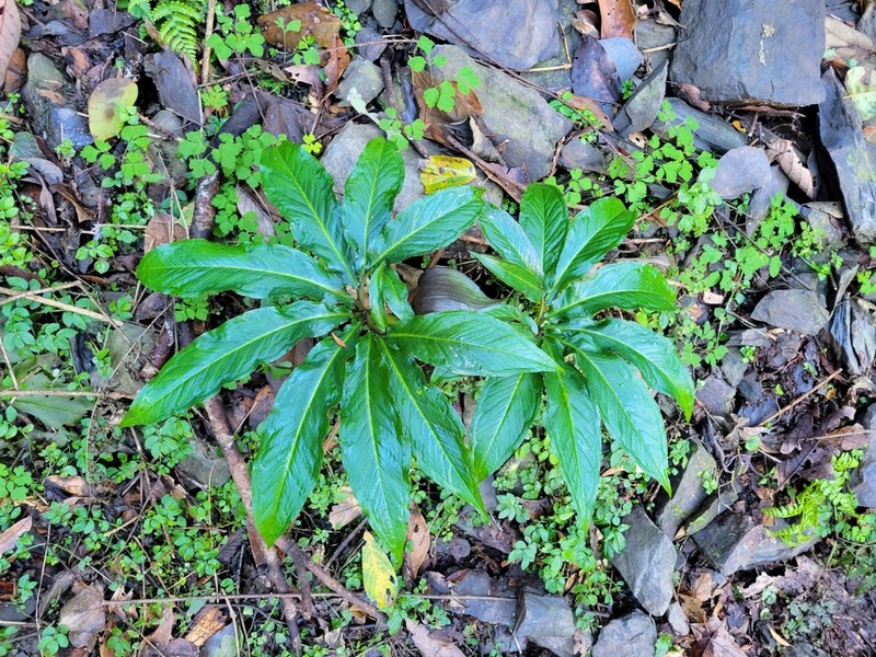 Arisaema ilanense photo 8