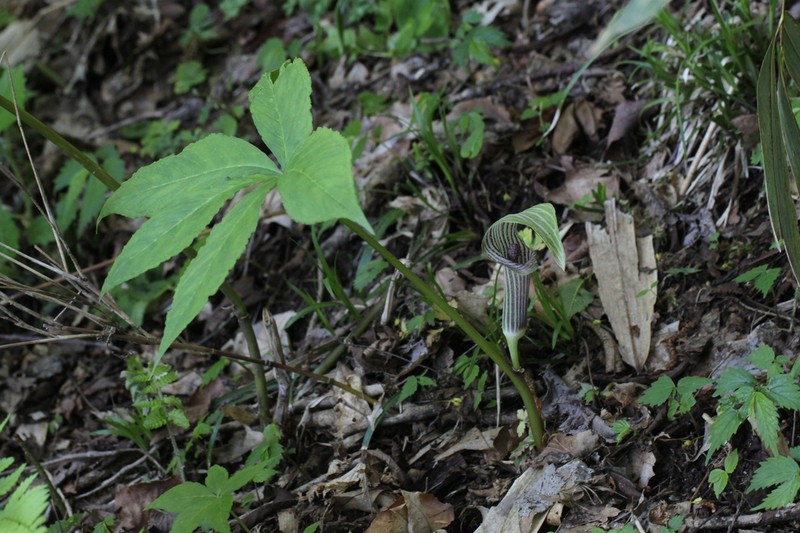 Arisaema inaense