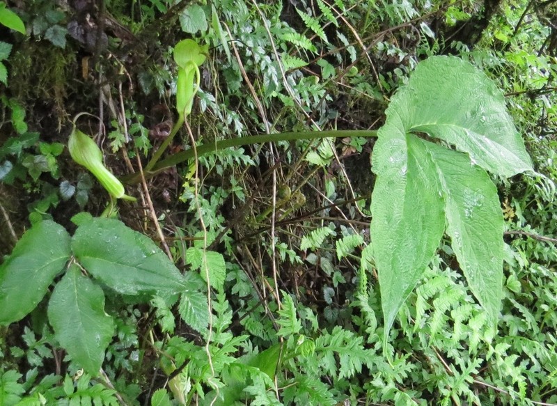 Arisaema intermedium