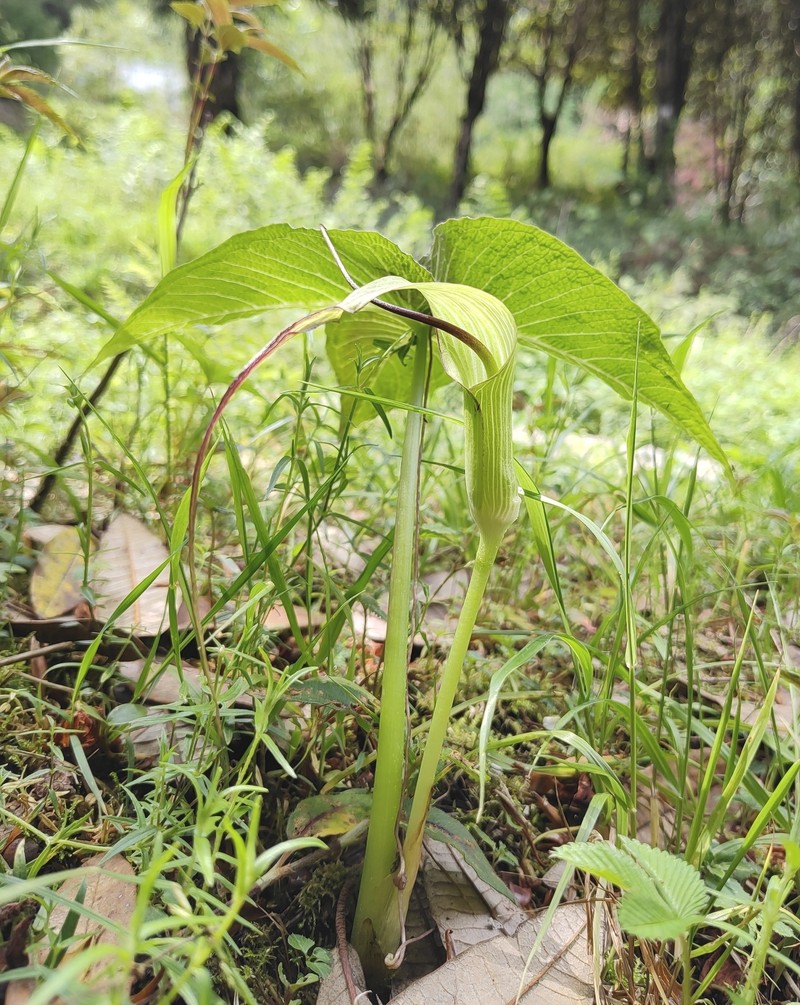 Arisaema intermedium photo 4