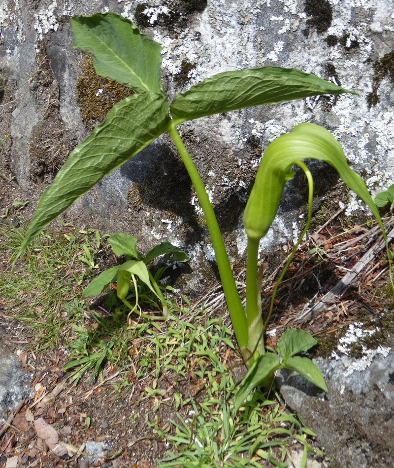 Arisaema intermedium photo 5