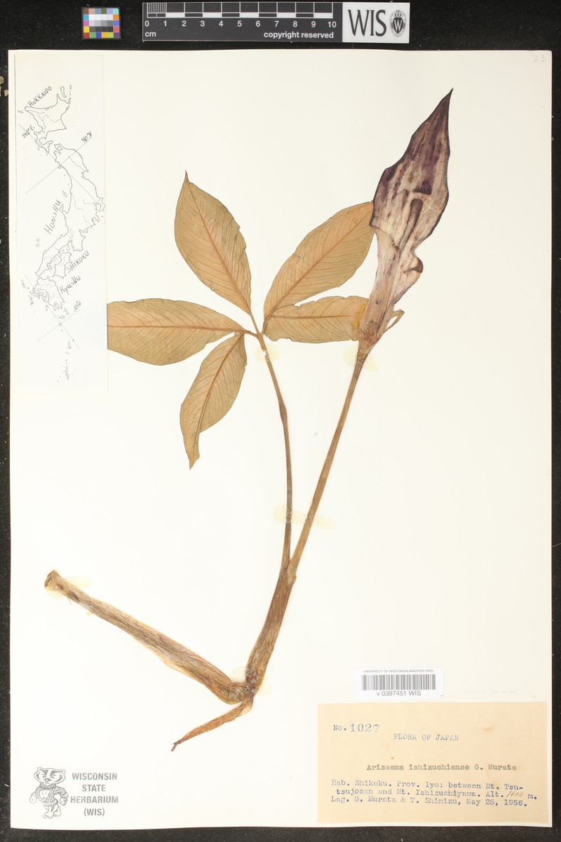Arisaema ishizuchiense photo 2