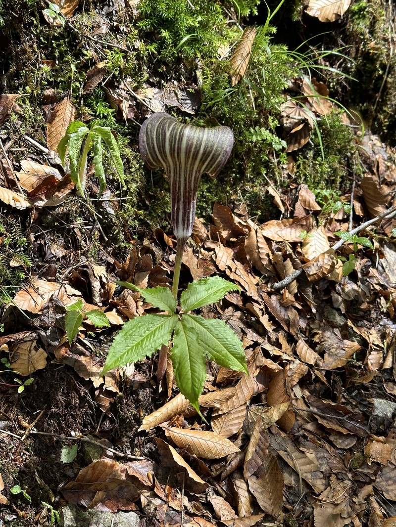 Arisaema ishizuchiense photo 4