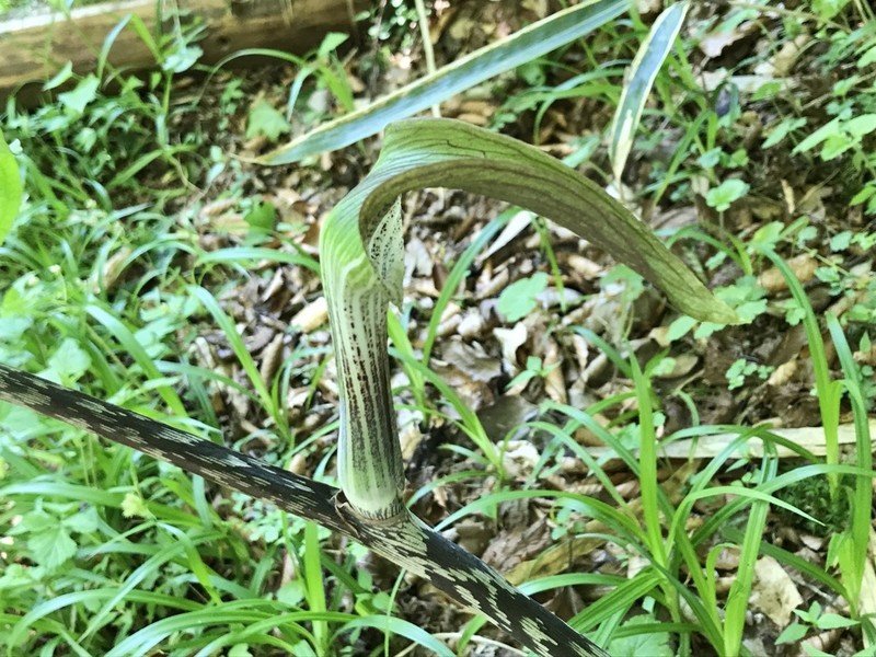 Arisaema iyoanum photo 3