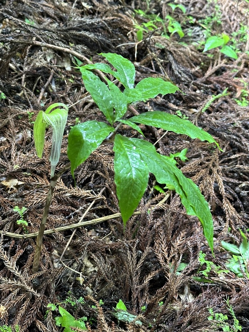 Arisaema iyoanum photo 4