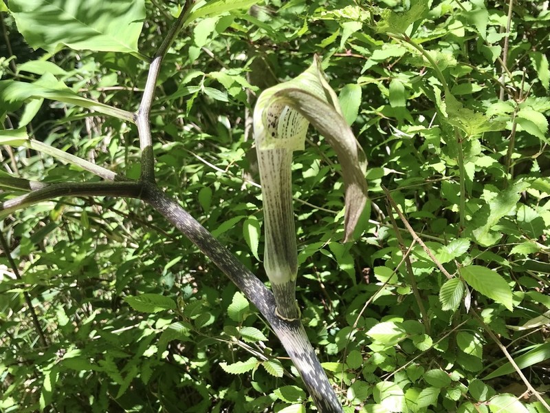Arisaema iyoanum photo 7