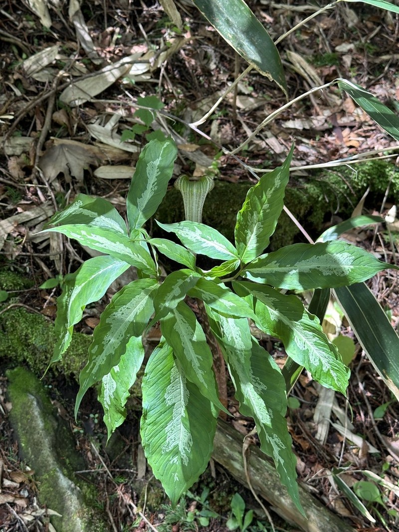 Arisaema iyoanum photo 8