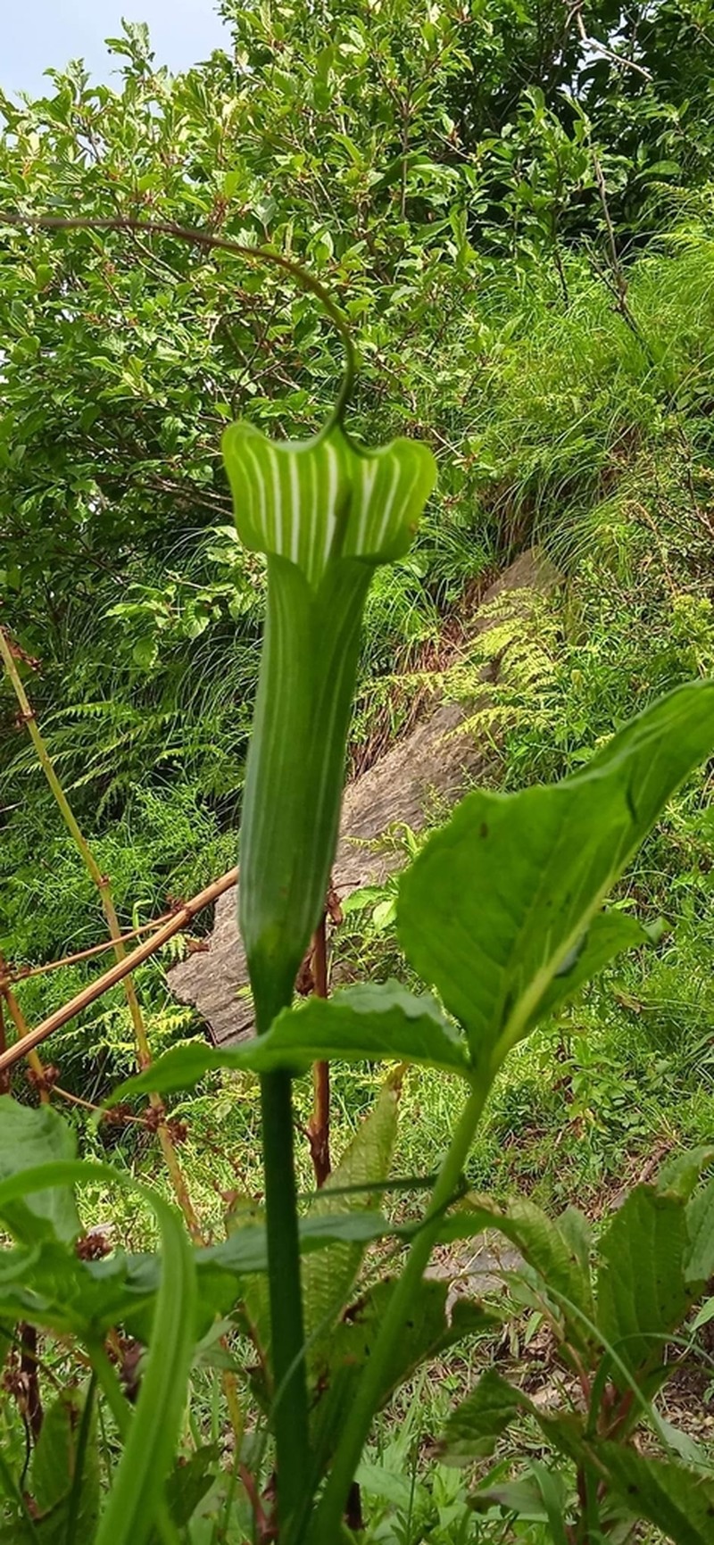 Arisaema jacquemontii photo 2