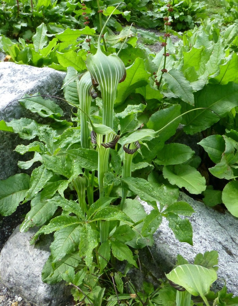 Arisaema jacquemontii photo 3