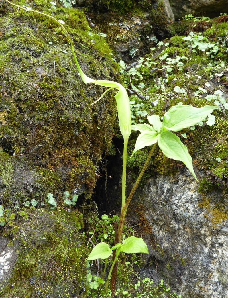 Arisaema jacquemontii photo 4