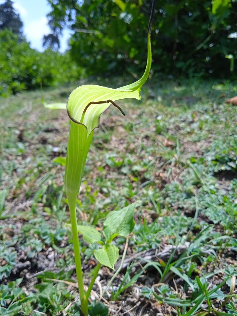 Arisaema jacquemontii photo 5