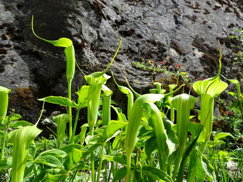 Arisaema jacquemontii photo 6