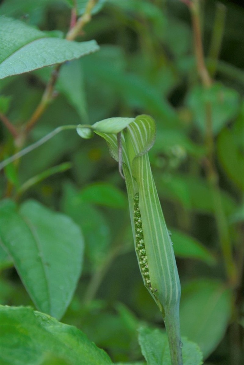 Arisaema jacquemontii photo 7