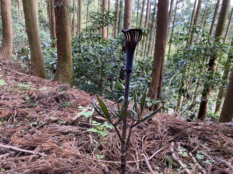 Japanese Arisaema