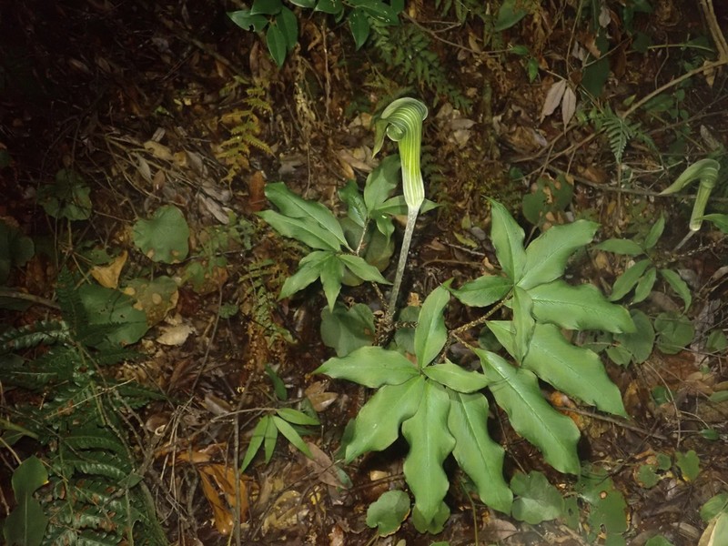 Japanese Arisaema photo 2