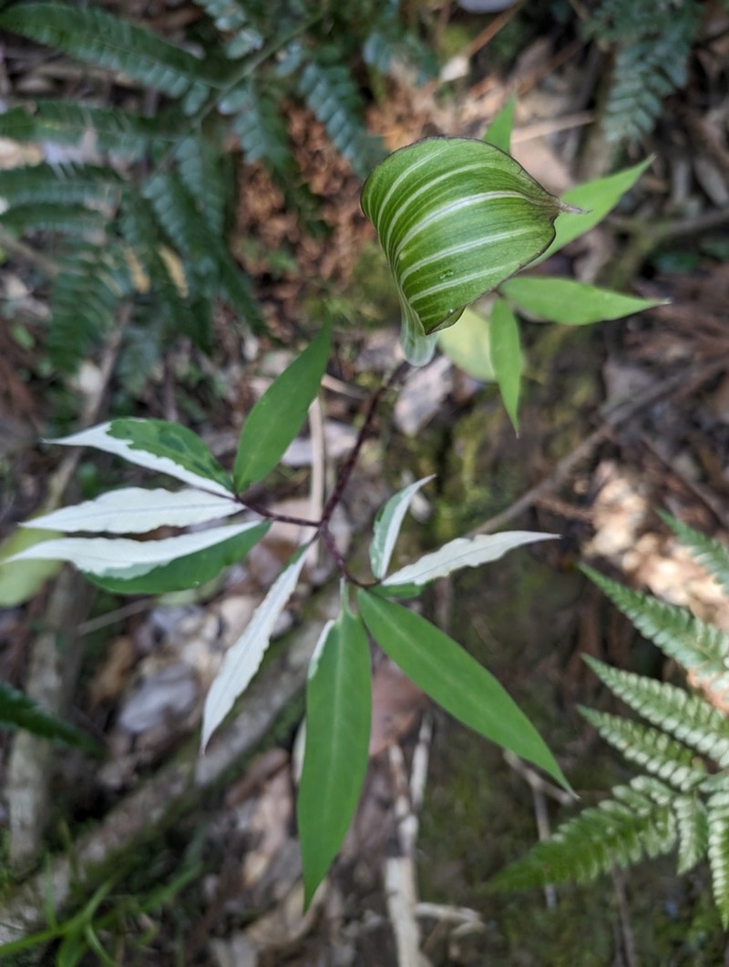 Japanese Arisaema photo 3