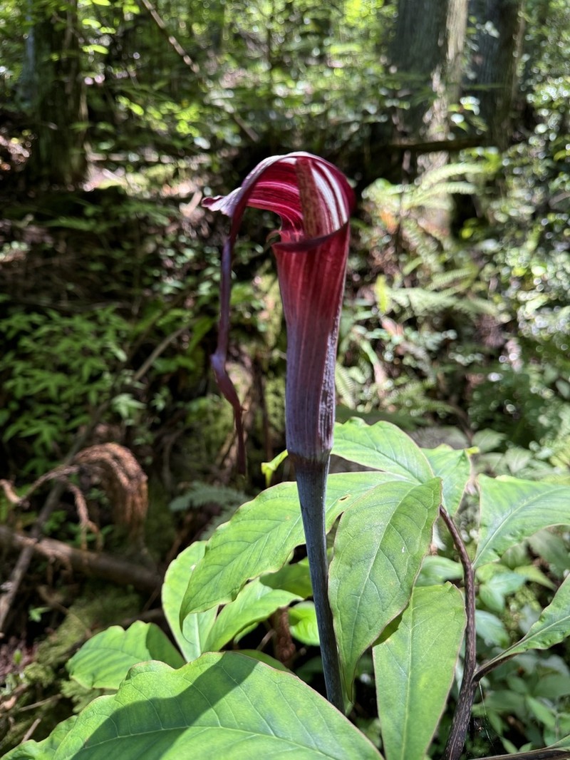 Japanese Arisaema photo 4