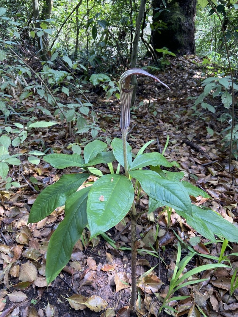 Japanese Arisaema photo 5