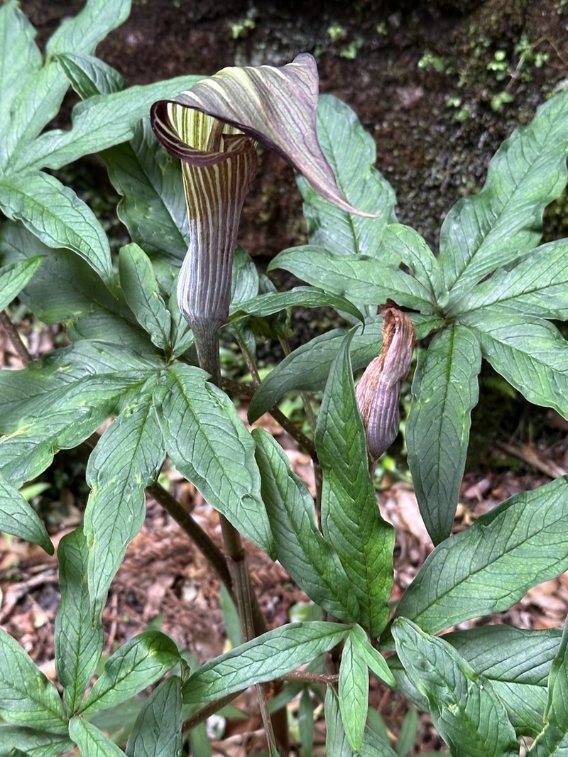 Japanese Arisaema photo 6