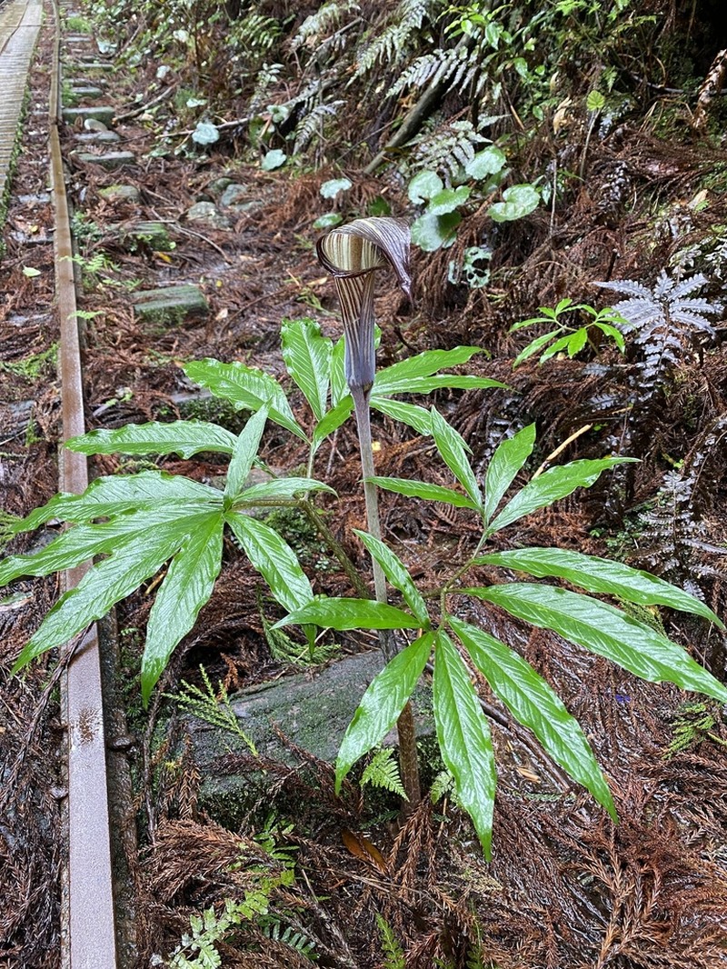 Japanese Arisaema photo 7