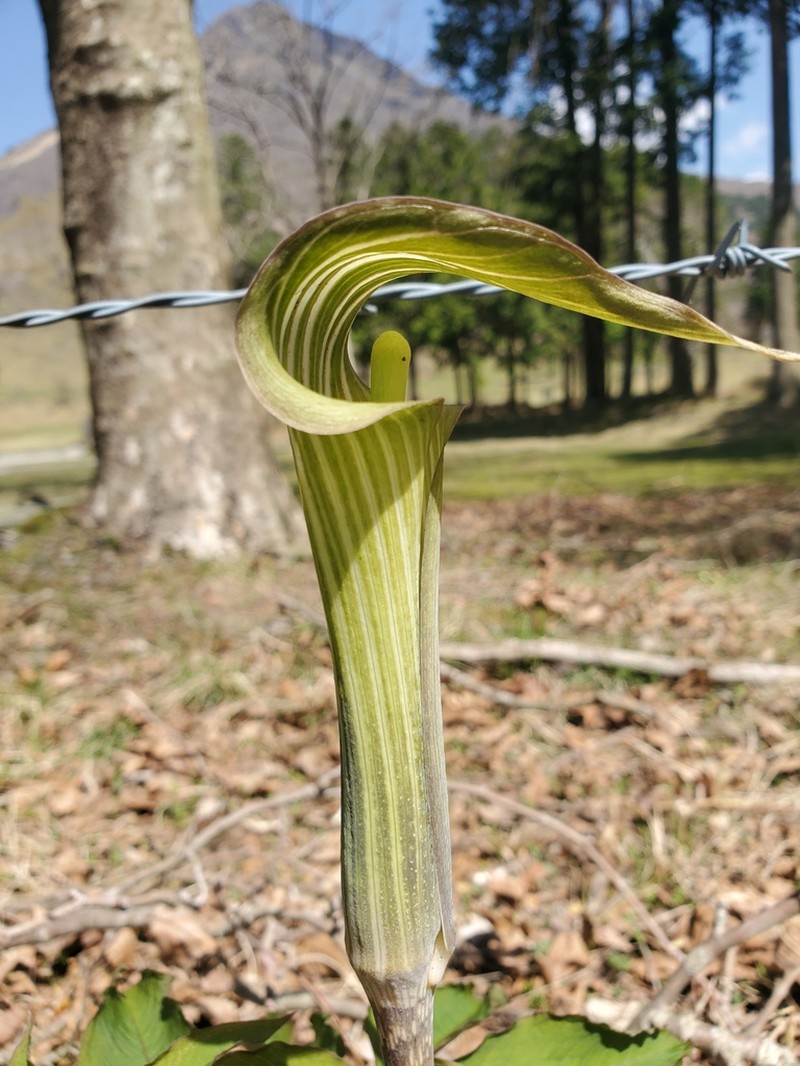 Japanese Arisaema photo 8