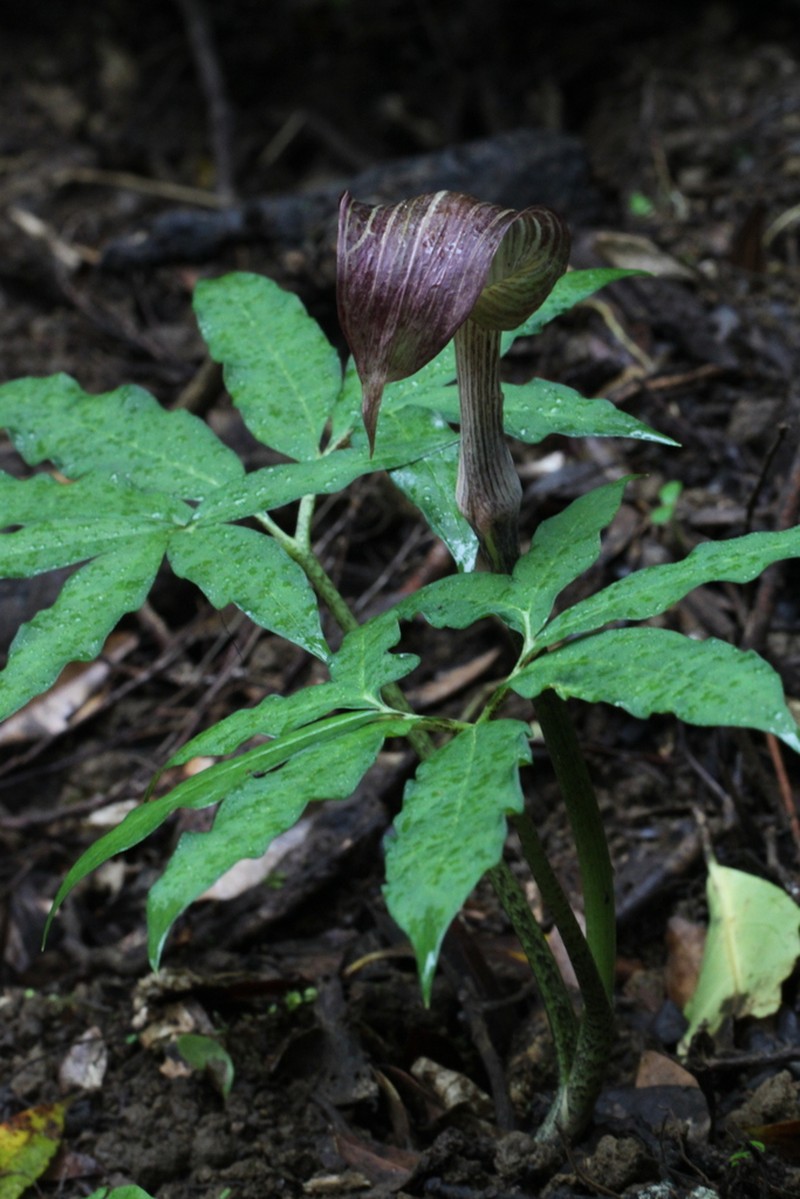 Arisaema kawashimae