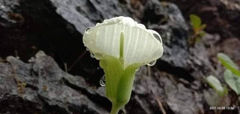 Arisaema kayahense photo 3
