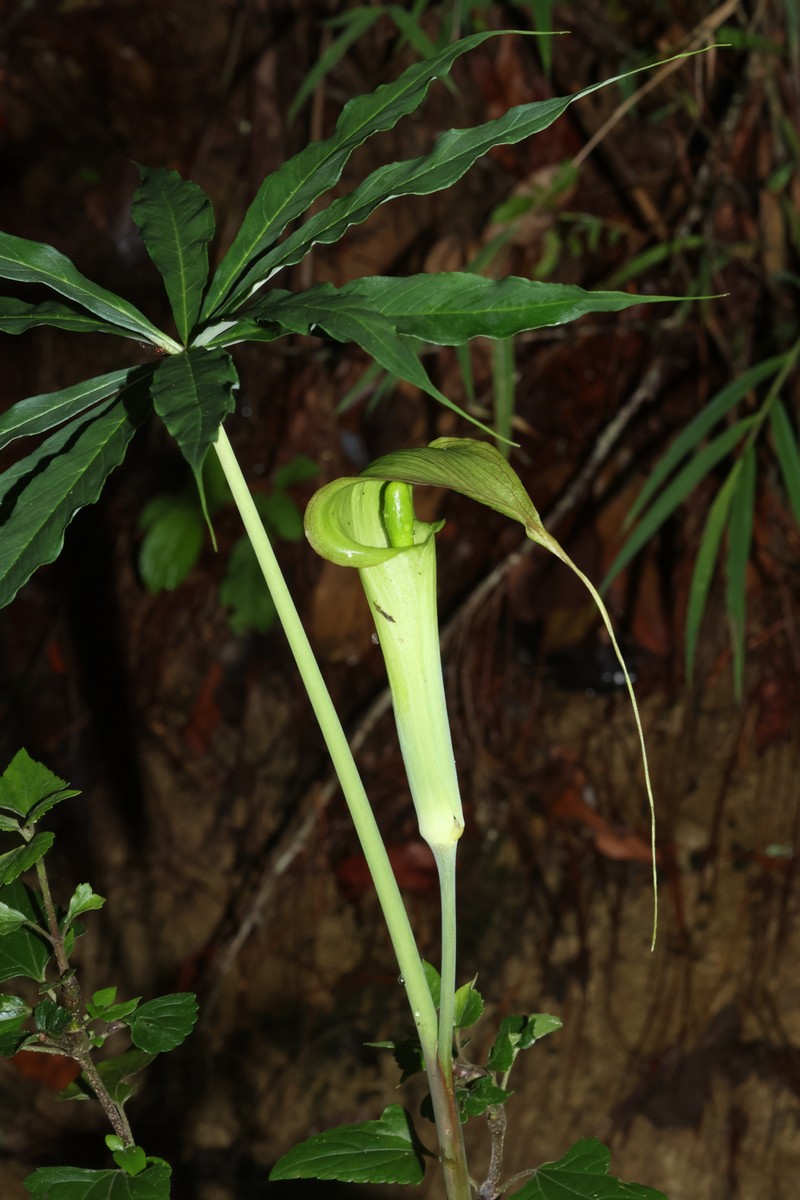 Arisaema kerrii photo 3