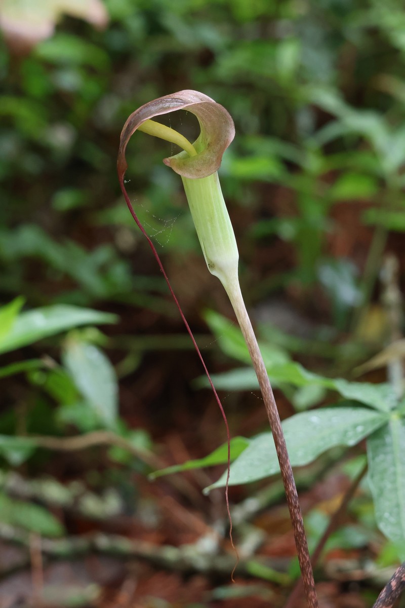 Arisaema kerrii photo 4