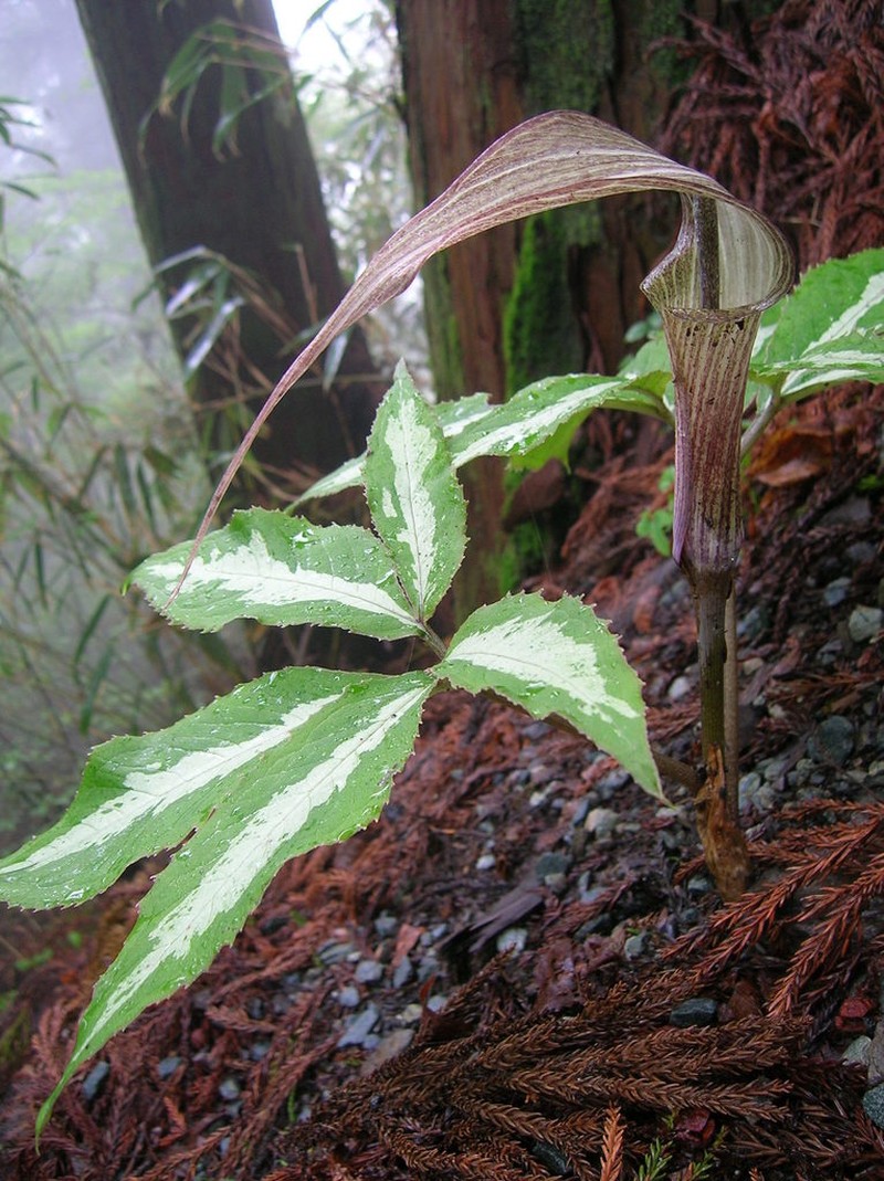 Arisaema kishidae