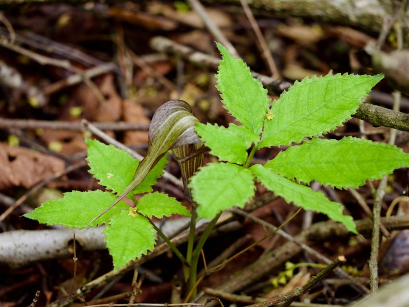 Arisaema kishidae photo 2