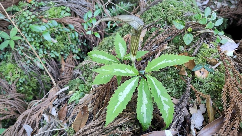 Arisaema kishidae photo 3