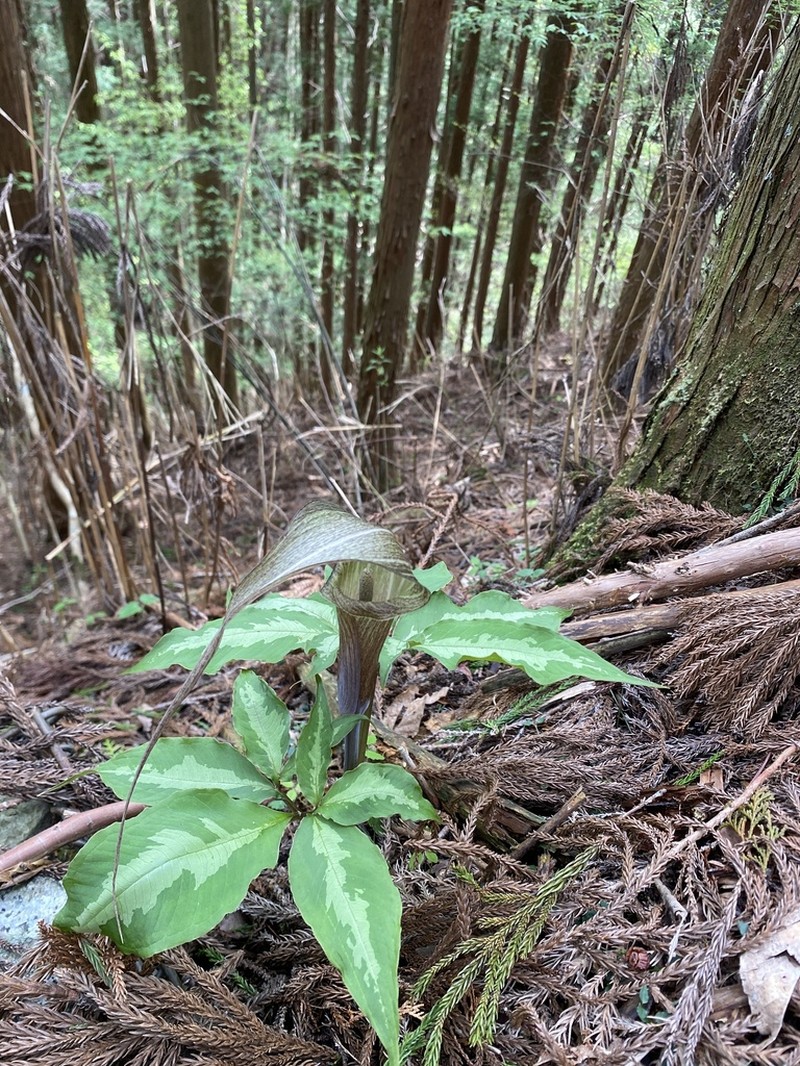 Arisaema kishidae photo 4