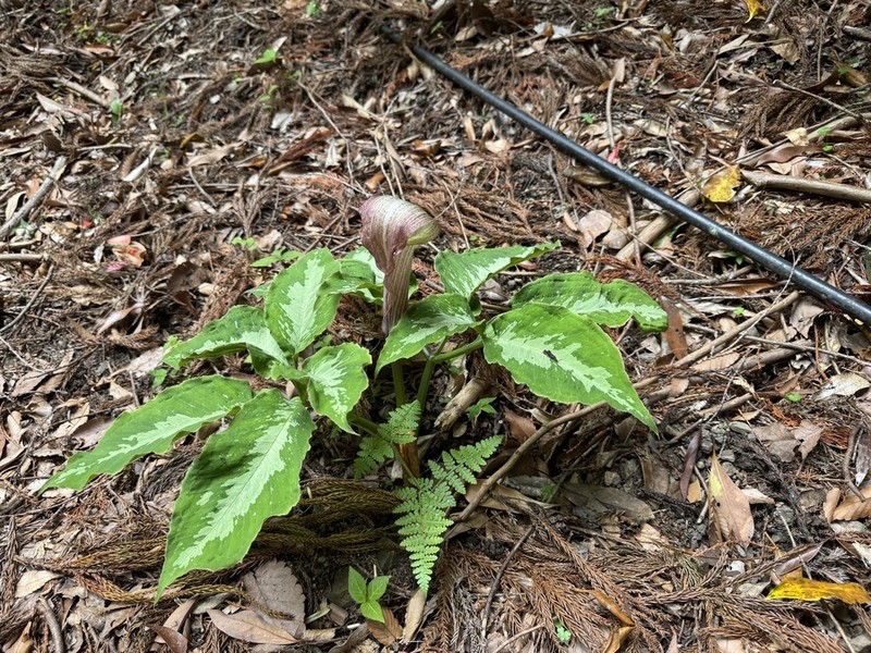 Arisaema kishidae photo 5