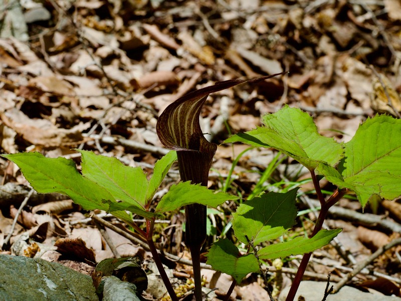 Arisaema kishidae photo 6
