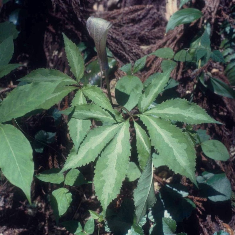 Arisaema kishidae photo 7