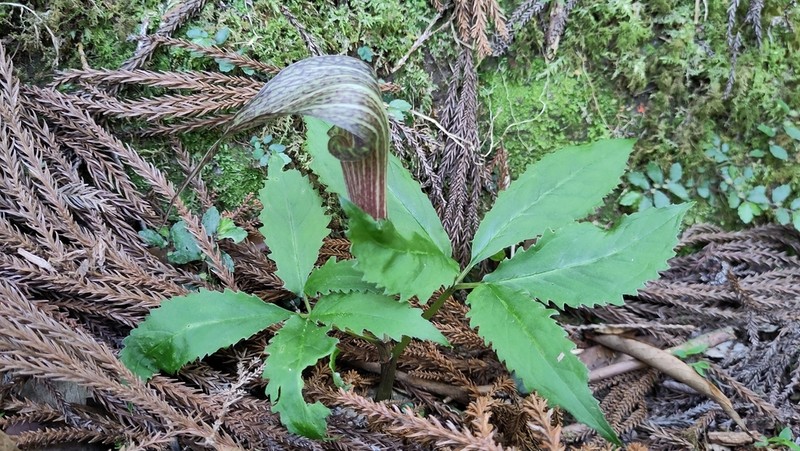 Arisaema kishidae photo 8