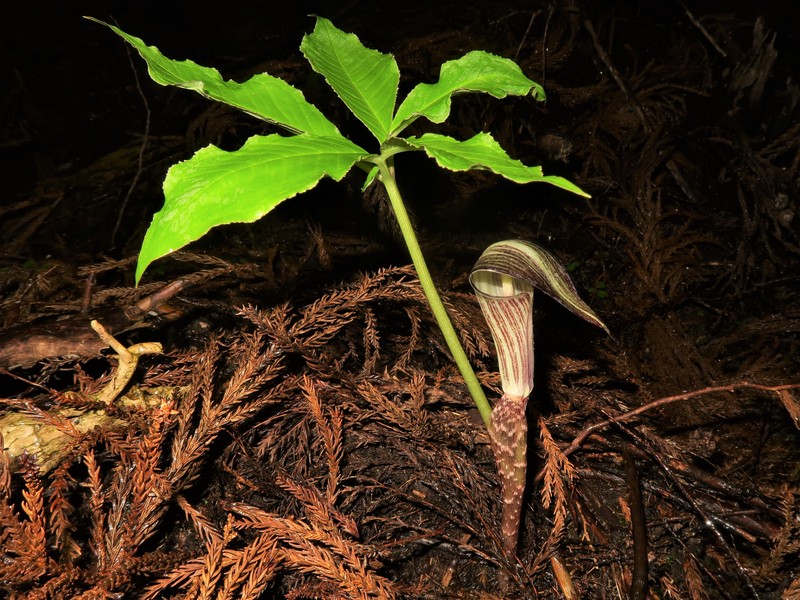 Arisaema kuratae