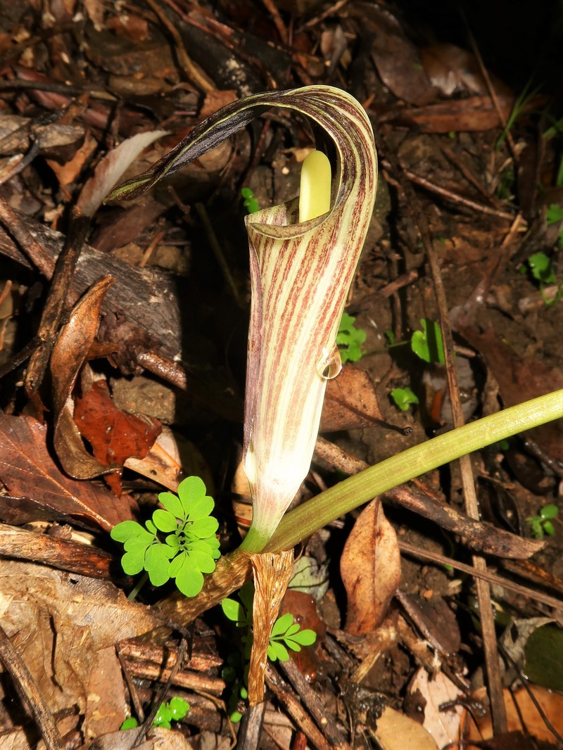 Arisaema kuratae photo 3