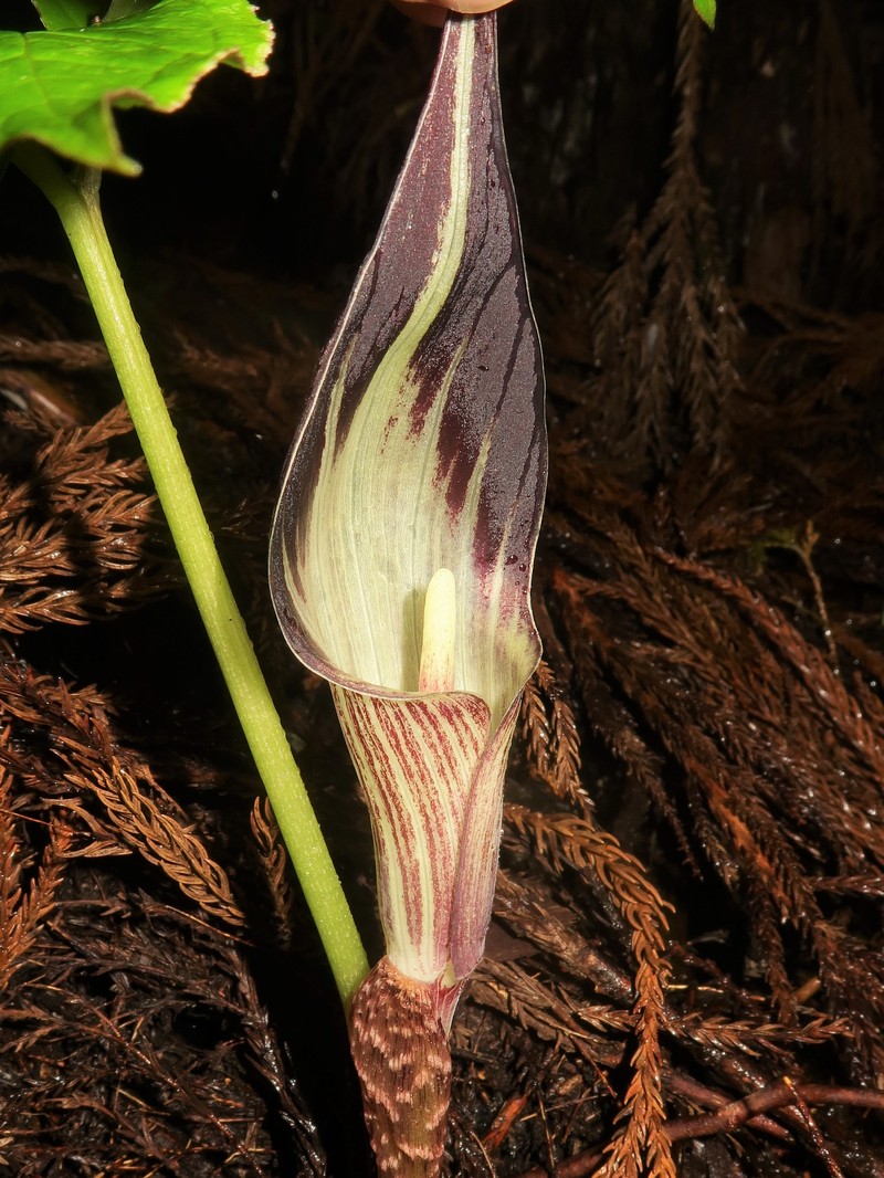 Arisaema kuratae photo 4